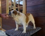 Engleski Buldog, zenka 